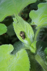 Zygogramma piceicollis