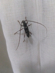 Ambonus interrogationis