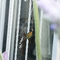 Argiope trifasciata