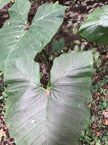 Xanthosoma robustum image