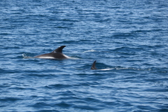 Lagenorhynchus albirostris