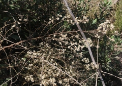 Pseudognaphalium ramosissimum