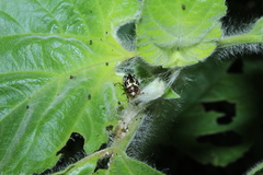 Zygogramma piceicollis