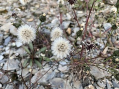 Picris hieracioides morrisonensis