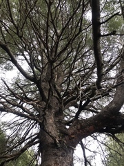 Nothofagus betuloides