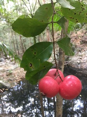Syzygium hodgkinsoniae