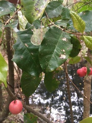 Syzygium hodgkinsoniae