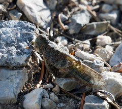 Circotettix undulatus