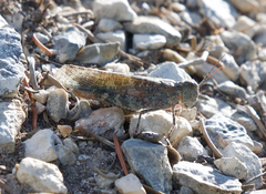 Circotettix undulatus