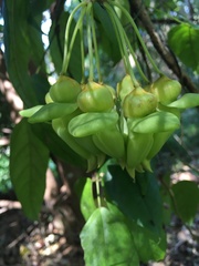 Mucuna gigantea