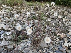 Picris hieracioides morrisonensis