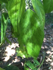 Mucuna gigantea