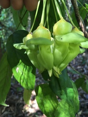 Mucuna gigantea