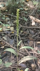 Platanthera flava flava