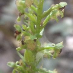 Platanthera flava flava