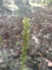Platanthera flava flava