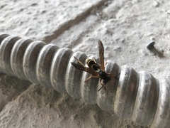 Polistes fuscatus