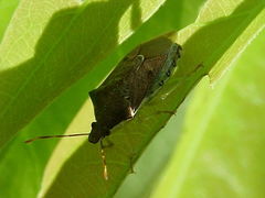 Supputius cincticeps