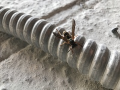Polistes fuscatus