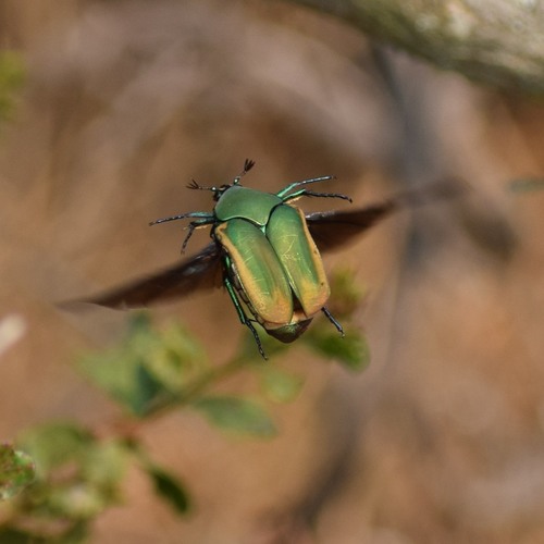 Figeater beetle