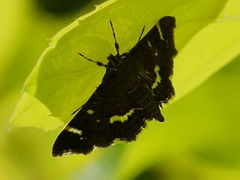 Hymenia