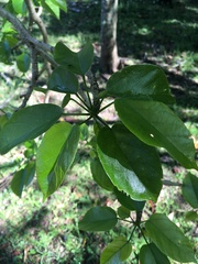 Sterculia quadrifida