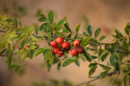 sweetbriar rose (Rosa rubiginosa)
