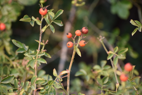 Rosa rubiginosa