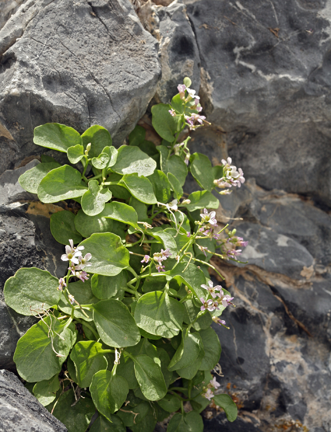 Hesperidanthus jaegeri