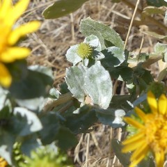 Grindelia subalpina