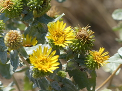 Grindelia subalpina