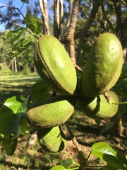 Sterculia quadrifida