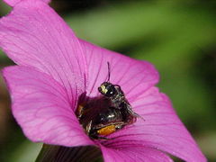 Anthrenoides