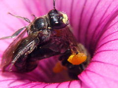 Anthrenoides