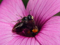 Anthrenoides