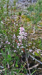 Boronia pilosa
