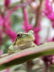 Hyla japonica