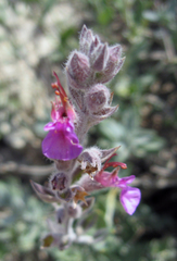 Teucrium canum