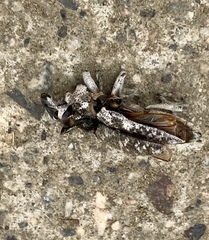 Cyphocleonus achates