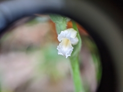 Spiranthes ochroleuca