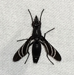 Tritoxa flexa