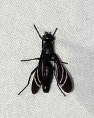 Tritoxa flexa