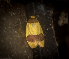 Heterallactis euchrysa