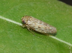 Euscelis