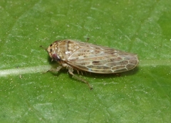 Euscelis