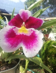 Miltoniopsis