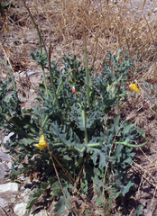 Glaucium elegans