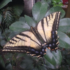 Papilio multicaudata