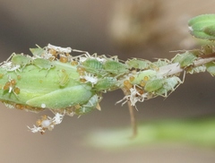 Acyrthosiphon lactucae