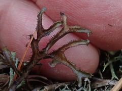 Cetraria aculeata